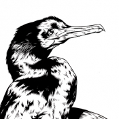 cormorant_skull